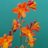 Crocosmia 'Constance' AGM