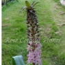 Eucomis 'Indian Summer'