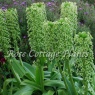 Eucomis pallidiflora ssp.pole-evansii