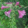 Lilium 'Pink Perfection' AGM