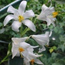 Lilium candidum AGM