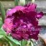 Tulipa 'Parrot Prince'