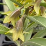 Fritillaria sewerzowii 'Green Eyes'