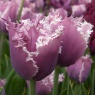 Tulipa 'Cummins'