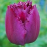 Tulipa 'Curly Sue'