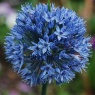 Allium caeruleum