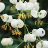 Lilium martagon 'Snowy Morning®'