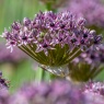 Allium 'Starlight'