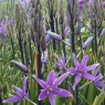 Camassia leichtlinii 'Violet Candle'
