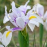 Iris hollandica 'Carmen'