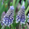 Muscari armeniacum 'Night Eyes'