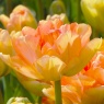 Tulipa 'Charming Beauty'