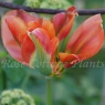 Tulipa 'Orange Marmalade'