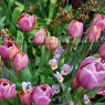 Tulipa 'Blue Heaven'
