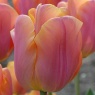 Tulipa 'Jimmy'