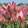 Tulipa 'Danique'