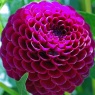 Dahlia 'Downham Royal'