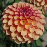 Dahlia 'Palmares'