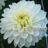 Dahlia 'Grand Phayenne'