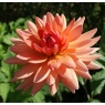 Dahlia 'Schneckenstein'