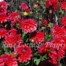 Dahlia 'Red Mylene'