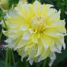 Dahlia 'Calgary Flames'