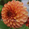 Dahlia 'High Fidelity'