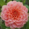 Dahlia 'Rosario'