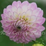 Dahlia 'Sefton Silvertop'