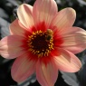 Dahlia 'HS First Love'