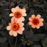 Dahlia 'HS First Love'