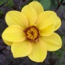 Dahlia 'HS Party'