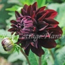 Dahlia 'Destiny's Darkness