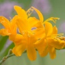 Crocosmia 'Paul's Best Yellow'