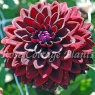 Dahlia 'Jowey Midnight'