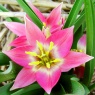 Tulipa aucheriana AGM