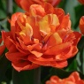 Tulipa 'Valdivia'