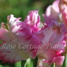 Tulipa 'Pink Vision'
