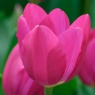 Tulipa Pink Ardour®