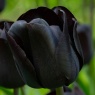 Tulipa Nightwish®