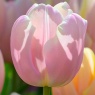 Tulipa Mango Charm®