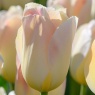 Tulipa Jade Maiden