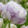 Tulipa Double Surprise 
