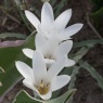 Tulipa clusiana 'Sylvia'
