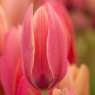 Tulipa clusiana 'Annika'