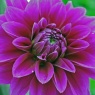 Dahlia 'Le Baron'