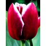 Tulipa armani®