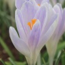 Crocus 'Candlelight'