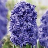 Hyacinth 'Double Blue'