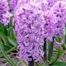 Hyacinth 'Purple Voice'